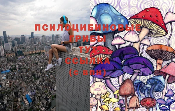 прущие грибы Аркадак