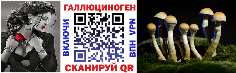 Купить  Плёс  Галлюциногенные грибы Cubensis 